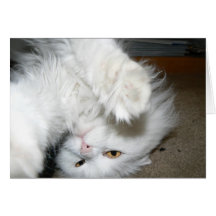 Antoinette Cards