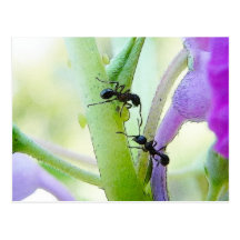 Ants In My Plants Post Card