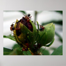 Ants taking over print