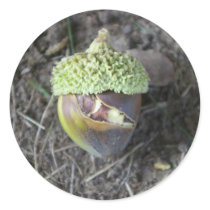 Anxious Acorn Sticker