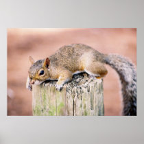 Anxious Squirrel Posters