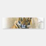 any Occasions,Tiger Cub_ Bumper Sticker