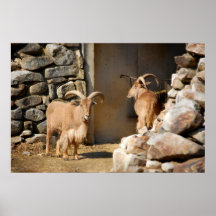 Aoudad Poster