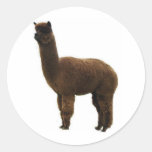 Apaca stud round sticker