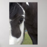 Apache Gypsy Vanner Cob Posters