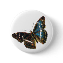 Apatura iris male