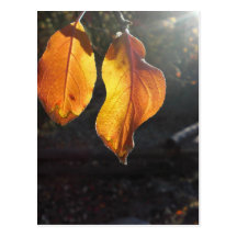 Aperçu de Lumière Post Card