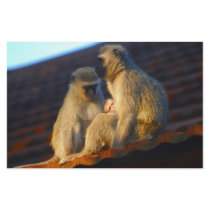 Apes family moments stationery paper