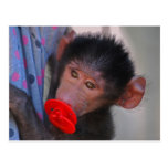 Apes for dummies post card