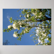 Apfelblüten Posterdrucke