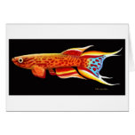 Aphyosemion Australe Killifish Card