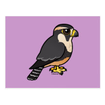 Aplomado Falcon Postcard