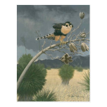 Aplomado Falcon Postcards