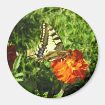 Apollon Butterfly! Fridge Magnet