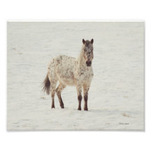 Appaloosa 8x10 de neige photo d’art