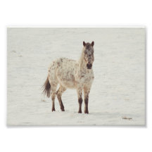 Appaloosa de neige photographies d’art