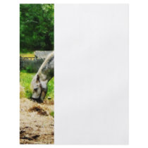 Appaloosa Eating Hay Full Color Flyer