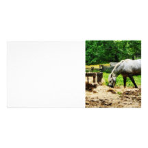 Appaloosa Eating Hay Personalized Photo Card