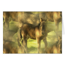 Appaloosa Horse Collage Greeting Card
