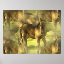 Appaloosa Horse Collage Poster Print