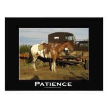 Appaloosa Horse Equine Animal Photo Art  Print