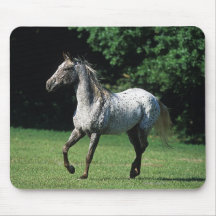 Appaloosa Horse Running 2 Mousepad