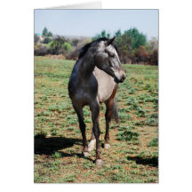 Appaloosa horses cards