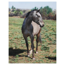 Appaloosa horses flyers