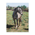 Appaloosa horses postcards