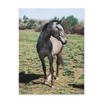 Appaloosa horses postcards