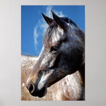 Appaloosa horses poster
