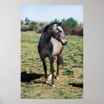 Appaloosa horses print