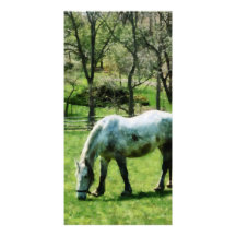 Appaloosa in Pasture Photo Card