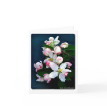 Apple Blossom Branch Card