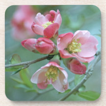 Apple Blossom #P0356 Cork Coaster