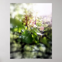 apple blossoms #5 print
