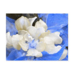 Apple Blossoms- blue and brown Post Cards
