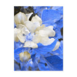 Apple Blossoms- blue and brown Postcard