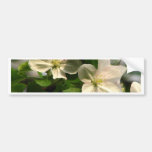 Apple Blossoms Bumper Sticker