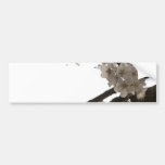 Apple Blossoms Bumper Stickers