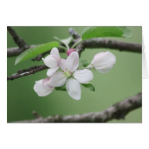 Apple Blossoms Cards