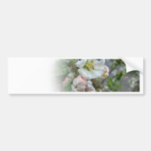 Apple Blossoms Fading Away Bumper Stickers