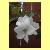 Apple Blossoms on Fence cards