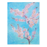 Apple Blossoms Postcard
