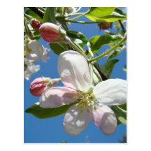 APPLE BLOSSOMS POSTCARD Blossom Post Card