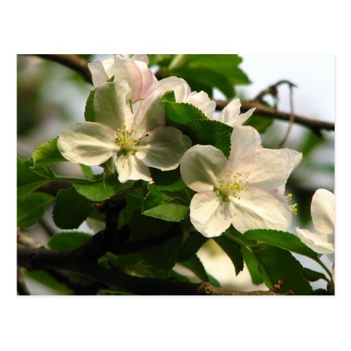 Apple Blossoms Postcards