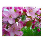 Apple blossoms postcards