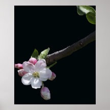 Apple Blossoms Print