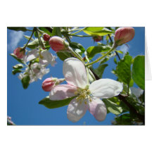 APPLE BLOSSOMS SPRING GREETING CARDS CARD Florals
