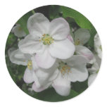 Apple Blossoms Stickers